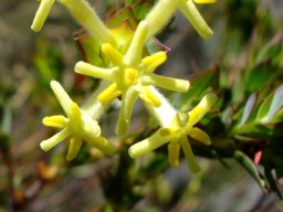 Gnidia oppositifolia inflorescence